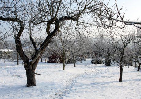 Снег на деревьях – убирать или оставить